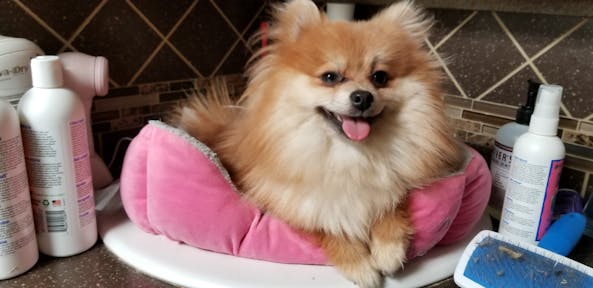 dog.jpg