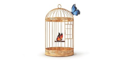 Caged Butterfly.jpg