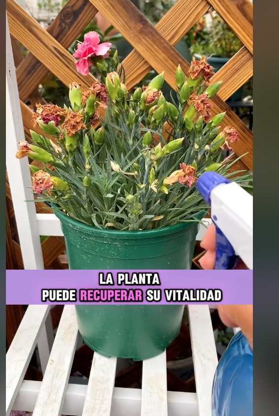 Screen Shot 2025-06-24 at 8.06.14 PM.png