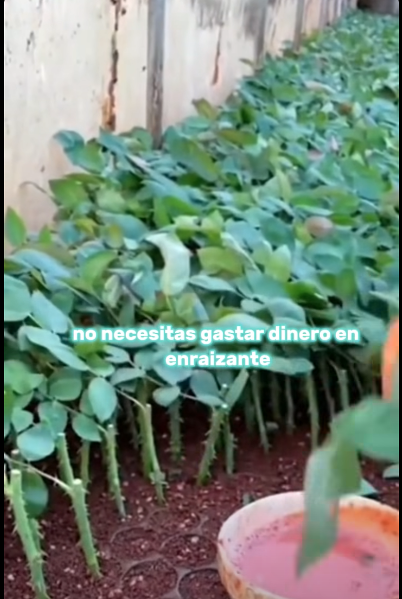 Screen Shot 2025-06-24 at 7.15.15 PM.png