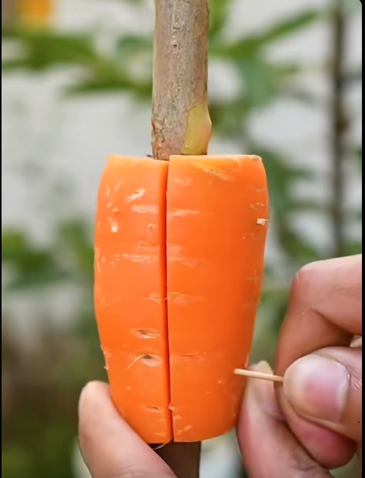 Screen Shot 2025-06-24 at 7.18.41 PM.png