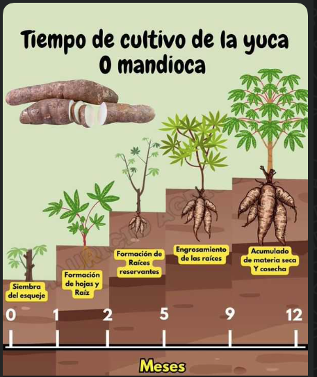 Screen Shot 2025-06-24 at 8.14.49 PM.png