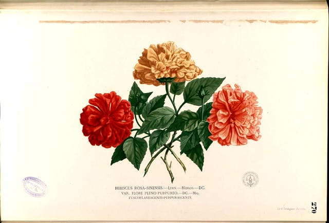 640px-Hibiscus_rosa-sinensis_Blanco2.270-original.png