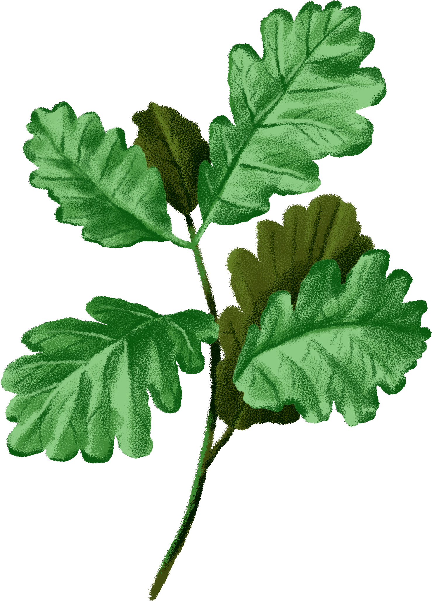 ARC-BOT-OakLeaf02 copy.png