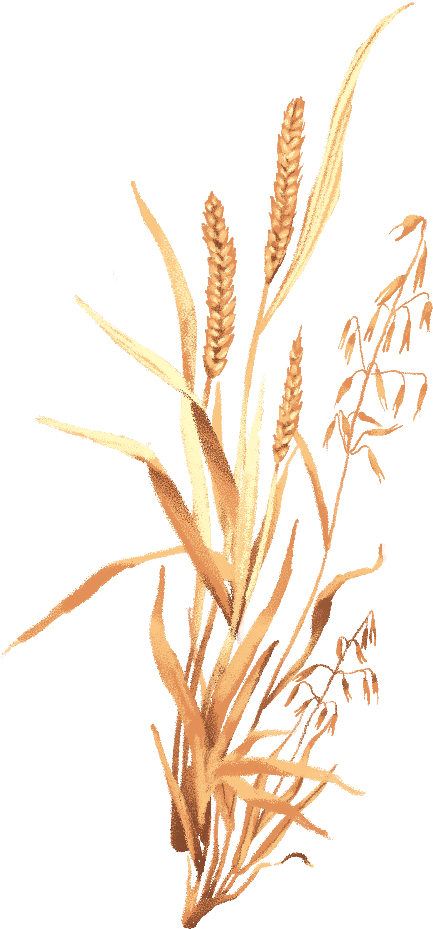 ARC-BOT-Wheat.png