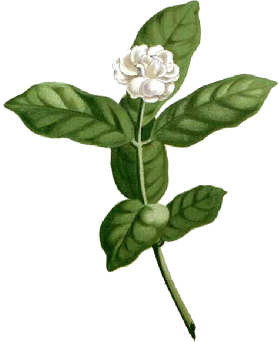 ARC-BOT-Blanco-Flower.png
