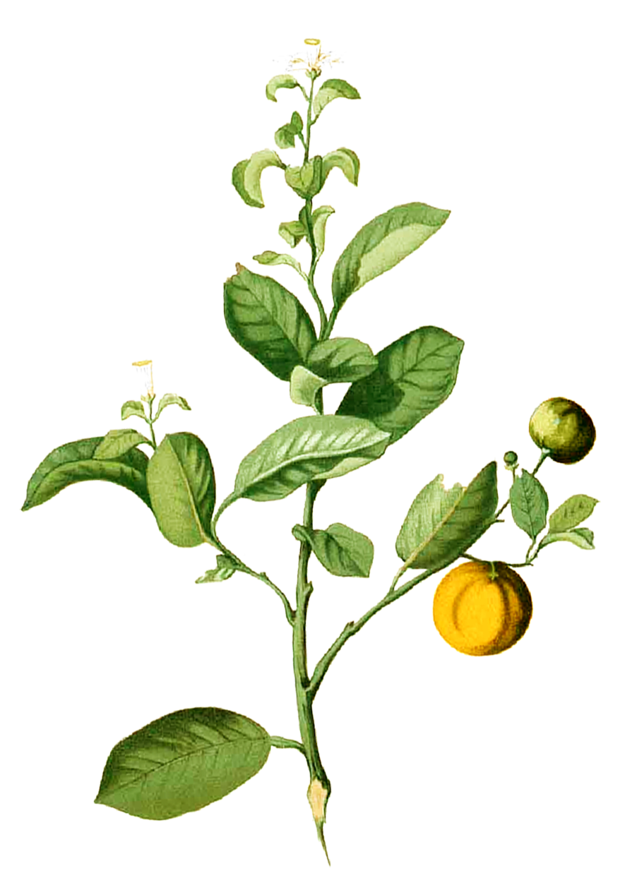 ARC-BOT-Blanco-Calamansi.png