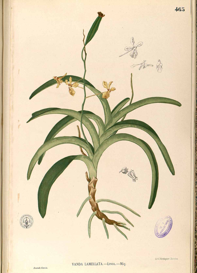 640px-Vanda_lamellata_Blanco2.465-original.png