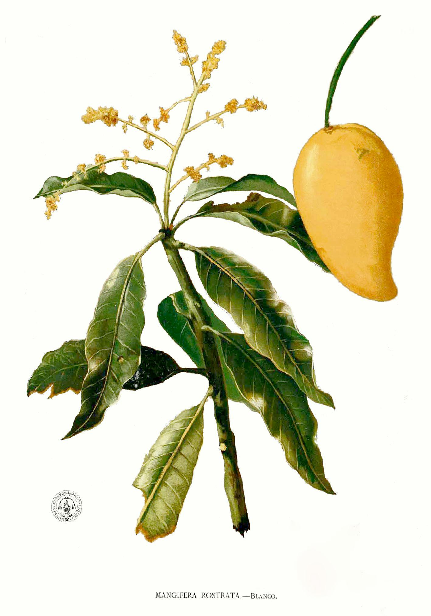 Mangifera_rostrata_Blanco1.62 - Mango Blanco.jpg