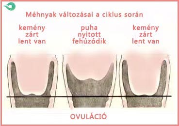 méhnyak.jpg