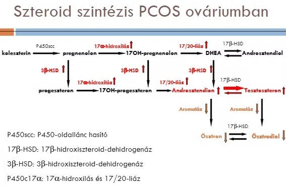 PCOS androgén szintézis.jpg