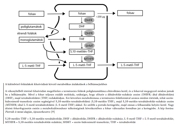 folsav metabolizmus.png