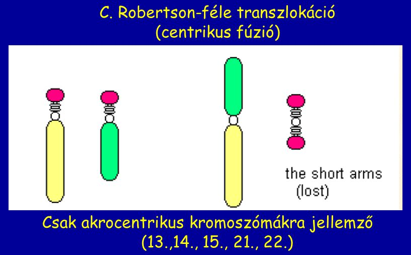 robertson transzlokáció.png