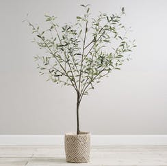 Ô liu trong chậu của Pottery Barn