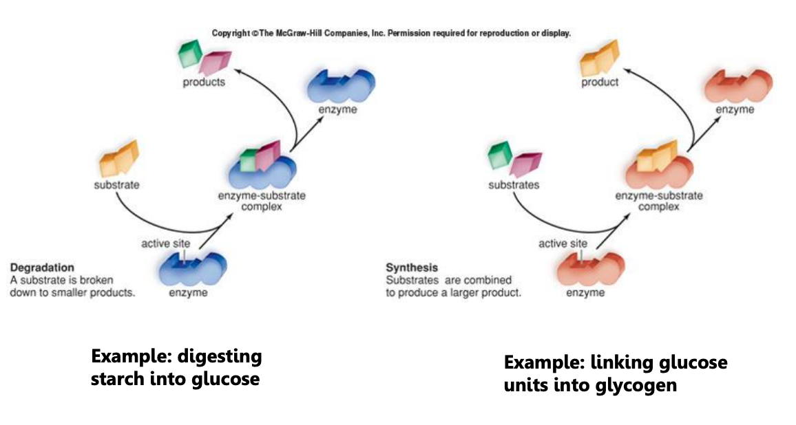 Screen Shot 2024-01-31 at 10.01.24 AM.png