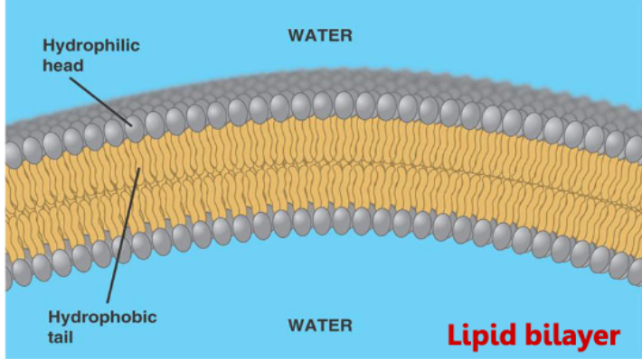 Screen Shot 2024-02-02 at 9.38.53 AM.png