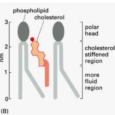 Screen Shot 2024-02-02 at 9.36.55 AM.png