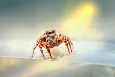 brown and white spider on white wall