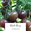 Black Cherry Tomato.jpeg