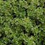 Lemon Thyme.jpg