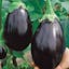 Black Beauty Eggplant.jpeg