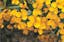 Mexican Mint Marigold.jpeg