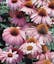 Echinacea Purple Coneflower.jpeg