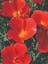 Red California Poppy.jpeg