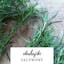 Okahijiki Saltwort.jpeg