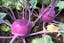 Kohlrabi Purple Vienna.jpeg