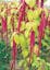 Love Lies Bleeding Amaranth.jpeg