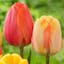 Tulipa Ad Rem & Beauty of Spring Mix.jpg