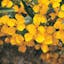 Mexican Mint Marigold Organic Herb Seed.jpg