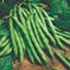 Blue Lake Bush Bean.jpeg
