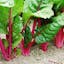 Pink Swiss Chard.jpeg