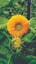 Sungold Tall Sunflower.jpeg