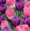 Tulipa Don Quichotte & Del Piero Mix.jpeg