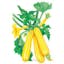 Sunstripe Summer Squash.jpeg