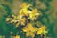 St. John’s Wort.jpeg