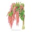 Coral Fountain Love Lies Bleeding Amaranth.jpeg