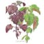 Green & Red Shiso.jpeg