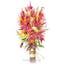 Pampas Plume Tall Blend Celosia.jpeg