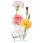 Chabaud Blend Carnation.jpeg