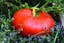 Rouge vif D’Estampes_ Cinderalla Pumpkin.jpeg