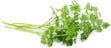 Chervil Curled.jpg