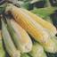 Golden Bantam Corn.jpeg
