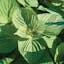 Asia Ip Shiso.jpg