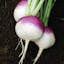 Turnip Purple-Top White Globe.jpeg