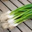 Bunching Onion Evergreen Long White.jpeg