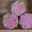 Lavender Hybrid Cauliflower.jpeg